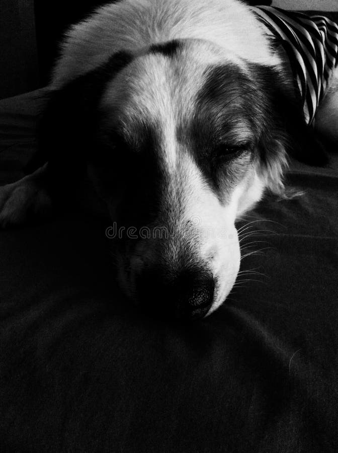 Sleeping dog stock photo. Image of background, blanket 86387958