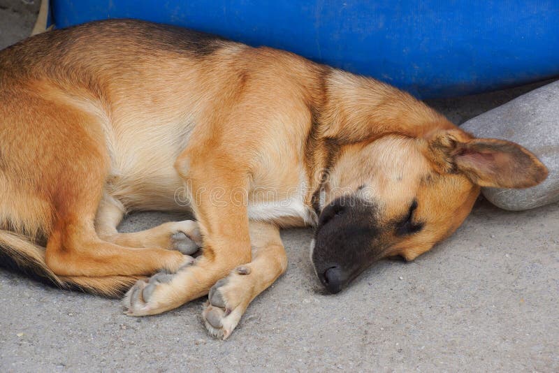Dog curled into ball stock image. Image of sound, sleep 92319443