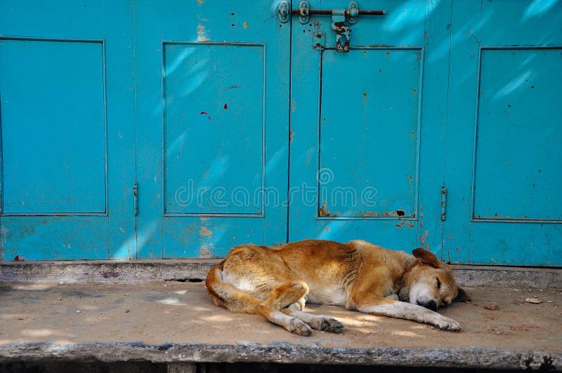 Sleeping dog, Udaipur, India. royalty free stock image Sleeping dog, Udaipur, India. royalty free stock image