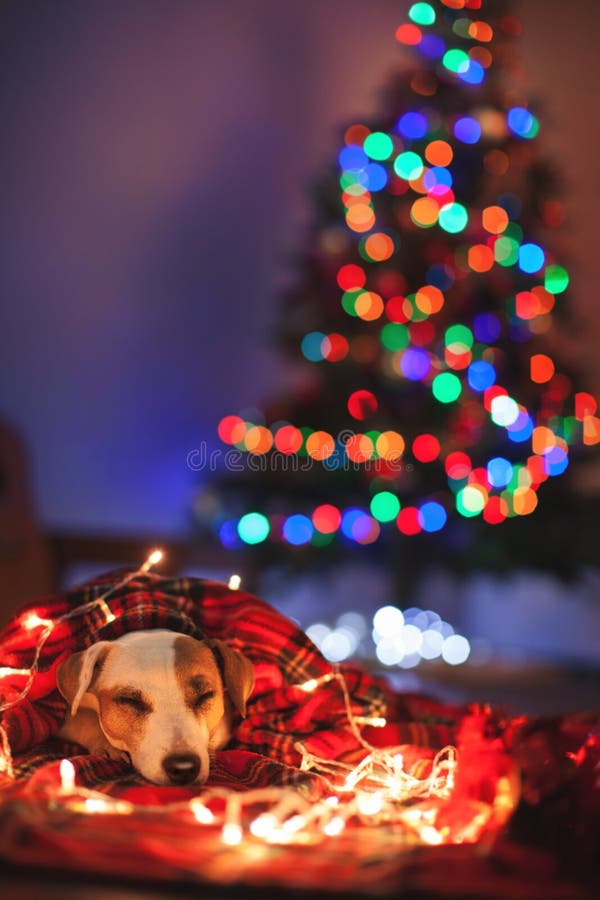 Cat and Dog Sleeping Under Christmas Tree Stock Image Image of doggy