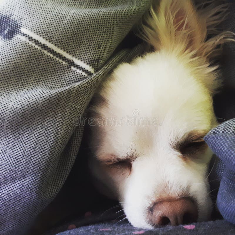 310 Dog Duvet Stock Photos Free & RoyaltyFree Stock Photos from