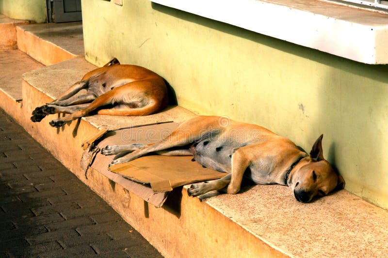 Sleeping dogs stock image. Image of couple, outdoor, colors 5771799