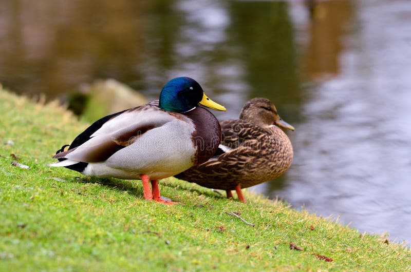 Sleeping ducks