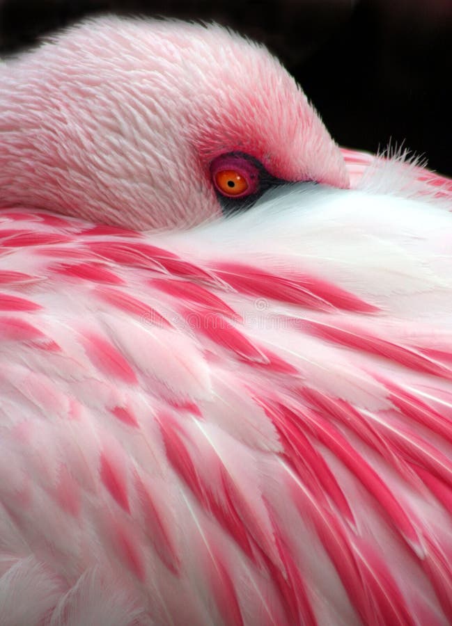 Sleeping Flamingo