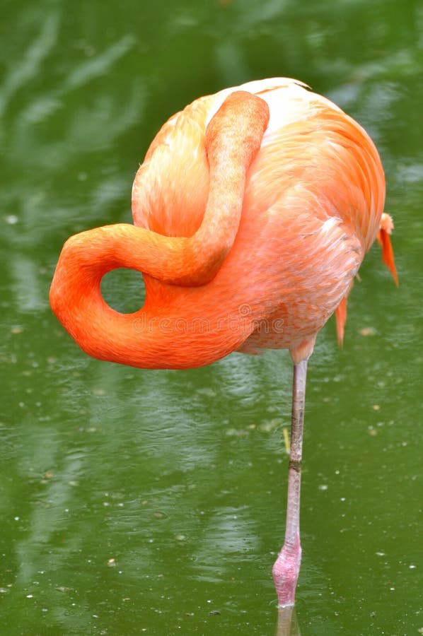 A sleeping flamingo bird