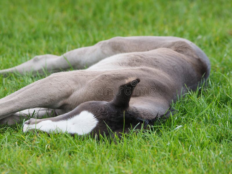 Sleeping Foal