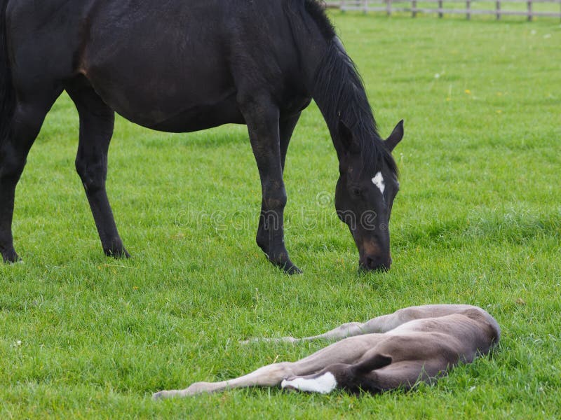 Sleeping Foal