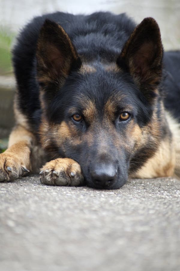 Sleeping German shepherd stock image. Image of laying - 52812945