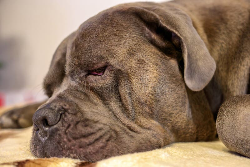 Sleeping Gray Cane Corso Dog Stock Photo Image of healthy, italian