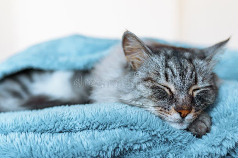 Front view cute beautiful cat sleeping in sleep on soft gray blanket. Front view cute beautiful cat sleeping in sleep on soft gray blanket