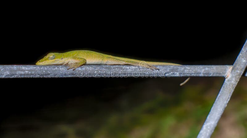 Sleeping green anole lizard on a metal fence