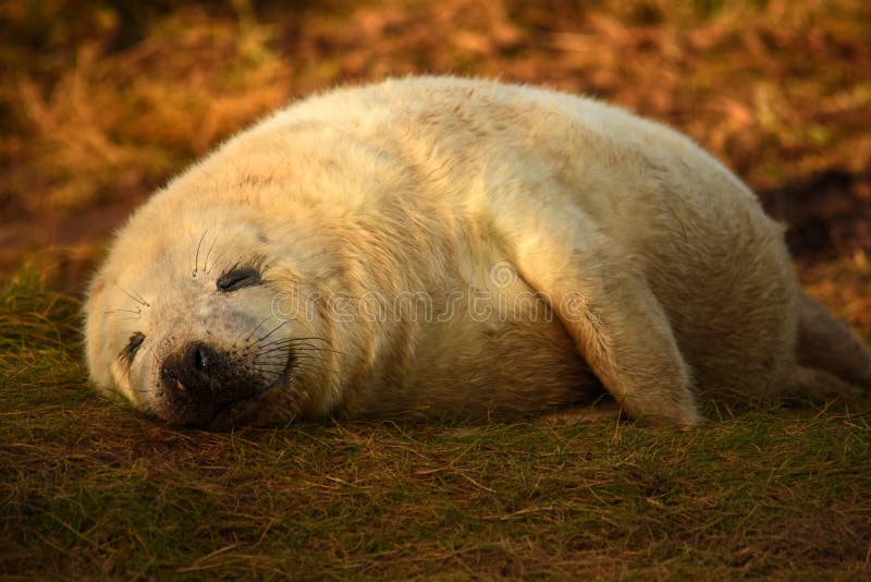 Sleeping grey seal pup with smile on face stock photos Sleeping grey seal pup with smile on face stock photos