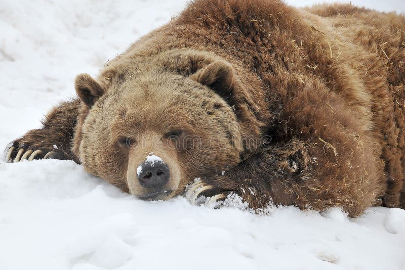 Sleeping grizzly bear