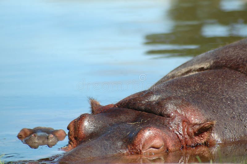 Sleeping hippo and baby