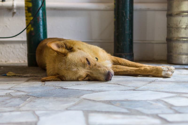Sleeping homeless dog. stock image. Image of animals 83268153