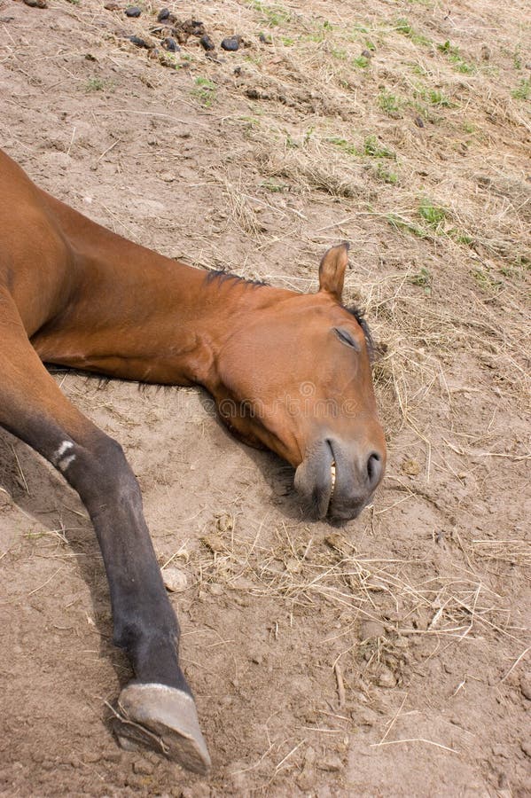 Sleeping horse