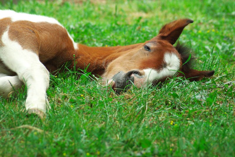 Sleeping horse stock photo. Image of cute, cloud, natural 9482052