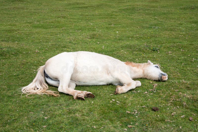 Learn how to help a horse that has become cast in a stall, in the pasture or in