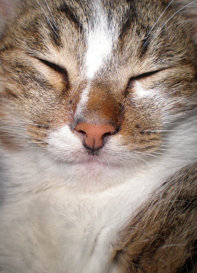 Sleeping Cat in the House on the Carpet Stock Photo Image of volute