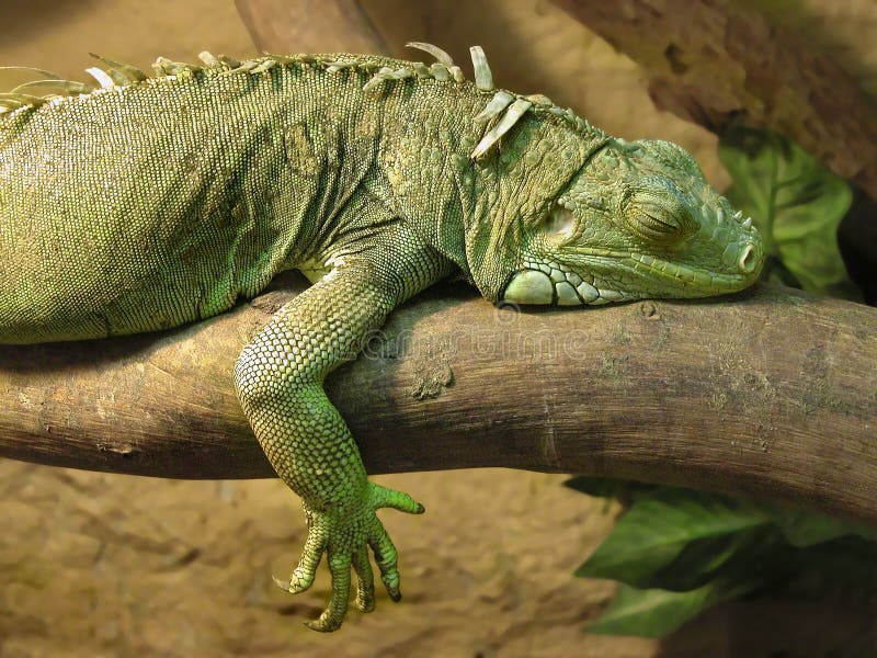 Sleeping iguana stock image. Image of iguana, reptile 19077113
