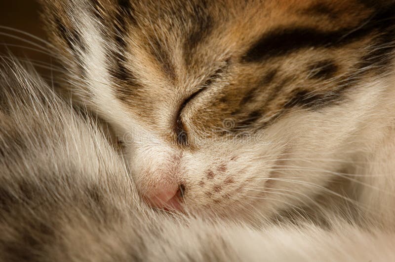 Sleeping kitten royalty free stock photo