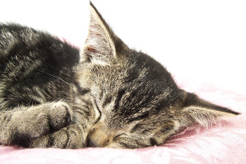 Sleeping kitten stock images