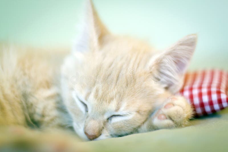 Sleeping Kitty with pillow stock photo. Image of white 22696022