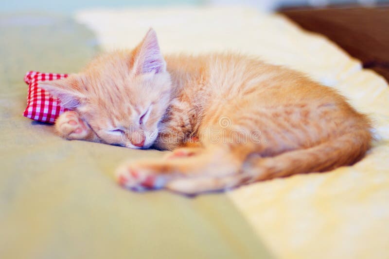 Kitten Sleeping on a Pillow Stock Image Image of rest, blanket 31198315