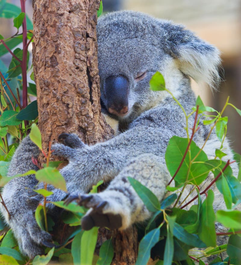 Sleeping koala stock image. Image of embracing, downunder 34733311