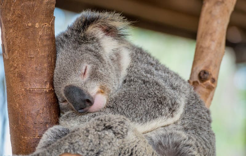 Sleeping Koala Bear stock photo. Image of australian 65127966