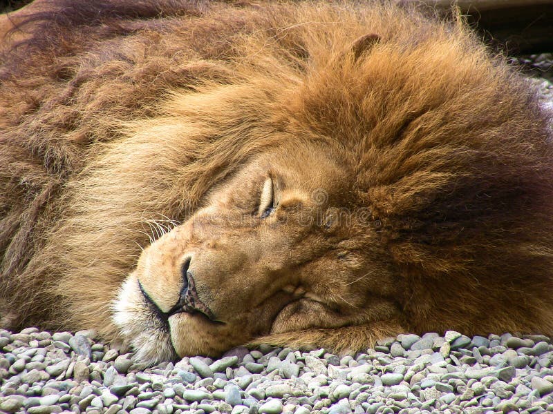 Sleeping Lion