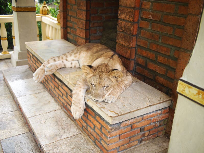 A young lion taking a cat nap in Taman Safari, Indonesia. A young lion taking a cat nap in Taman Safari, Indonesia