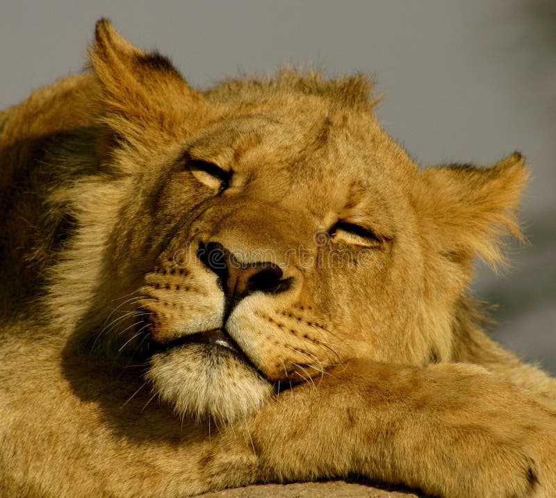 Sleeping lion