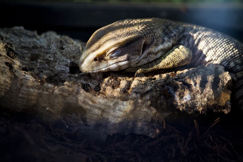 Close up view of a sleeping lizard.