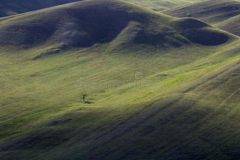 The sleeping lizard is surrounded by hills and next to a lonely tree growing. The sleeping lizard is surrounded by hills and next to a lonely tree growing