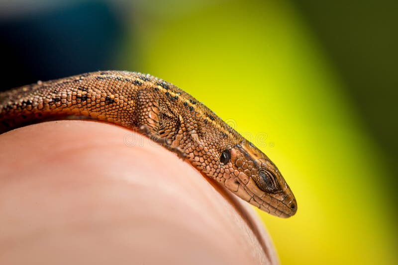 Sleeping lizard stock image. Image of dragon, forest 74958293