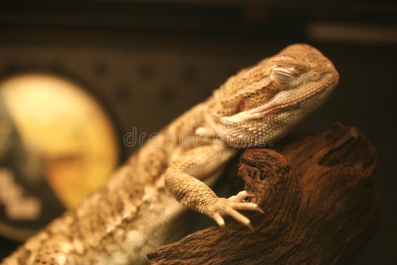 Stock image of a lizard sleeping. Stock image of a lizard sleeping