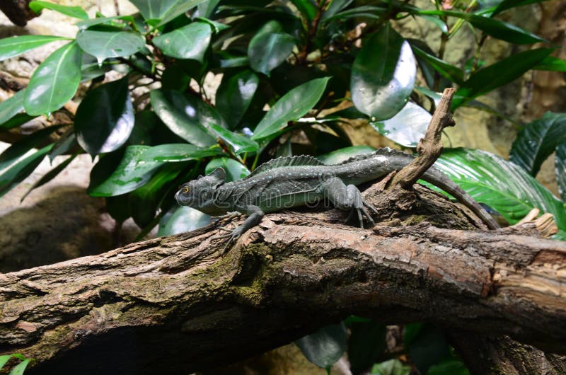 Sleeping lizard on the tree in Berlin zoo