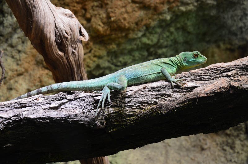 Sleeping lizard on the tree in the zoo