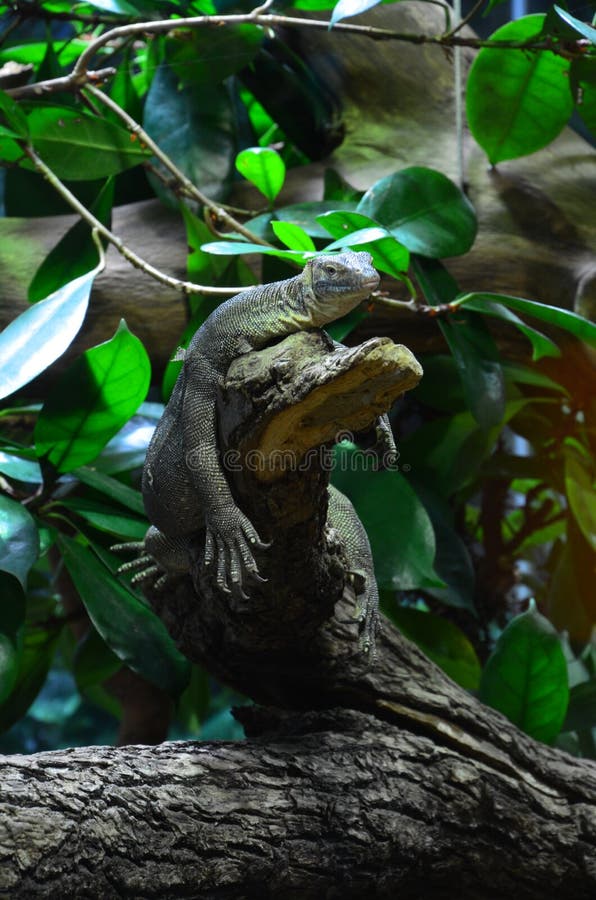 Sleeping lizard on the tree in the zoo