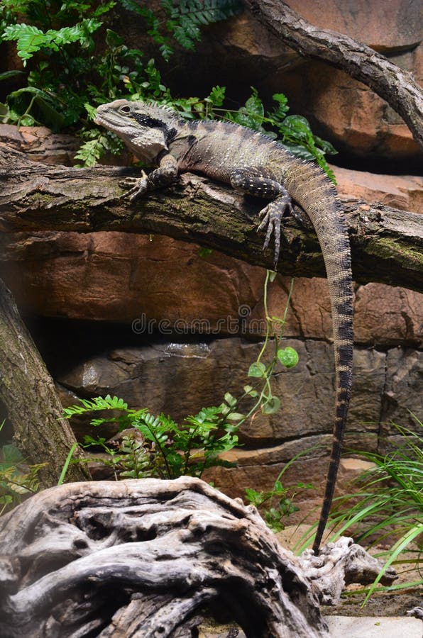 Sleeping lizard on the tree in the zoo