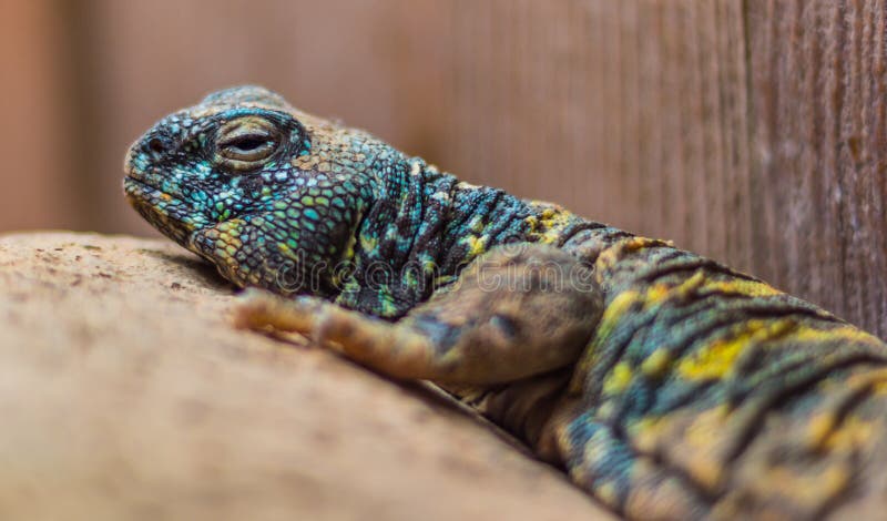 Lizard sleeping and waking up foggy. Lizard sleeping and waking up foggy