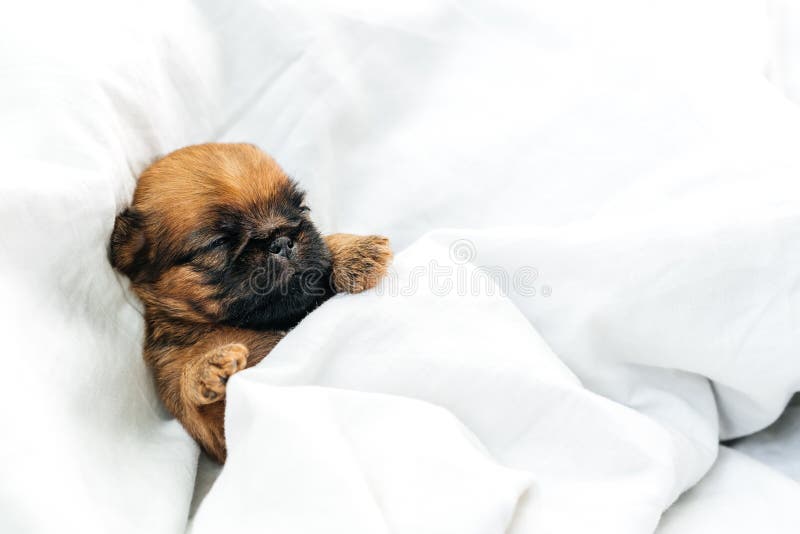 Can Newborn Puppies Suffocate