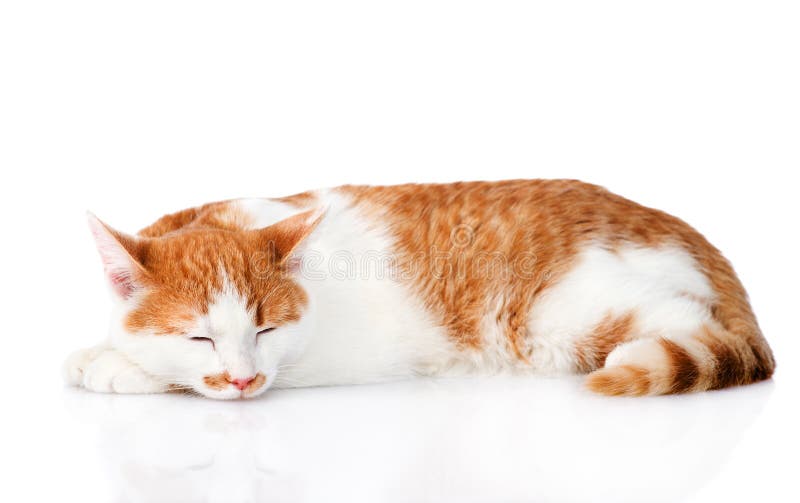 Sleeping orange cat. isolated on white background