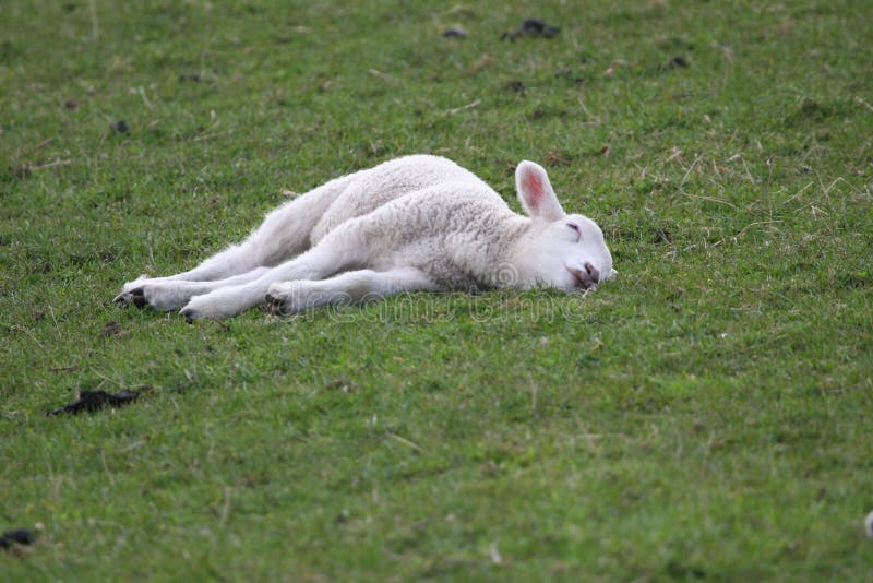 Sleeping Peaceful As a New Born Lamb Stock Photo Image of warmth