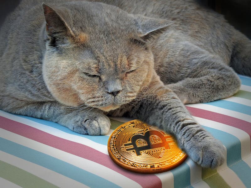 cats coin crypto