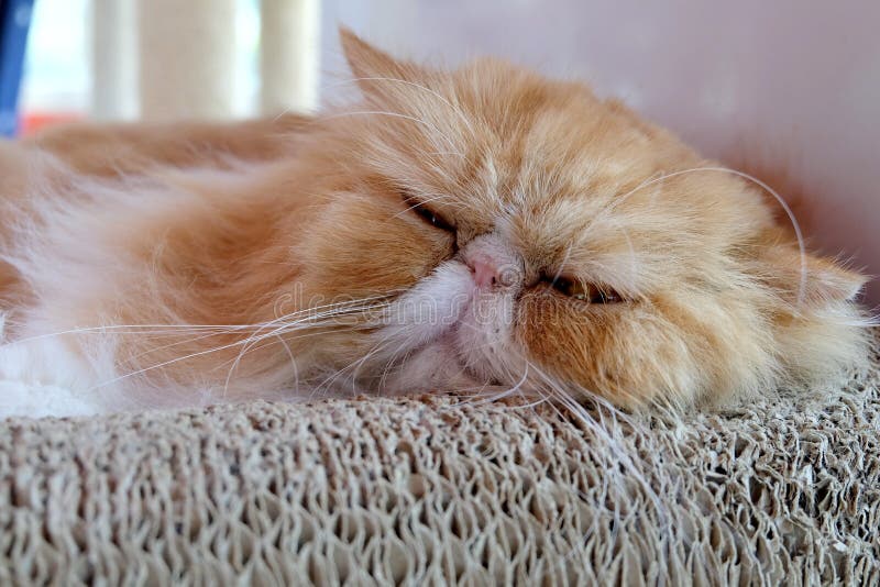 Sleeping red persian cat stock image. Image of beautiful 180515475