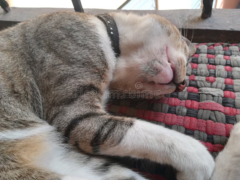 Sleeping pet cat in mat stock photo. Image of indoor 136561234