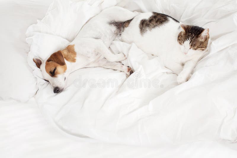 Sleeping pets on bed stock image. Image of canine, animal 84253443