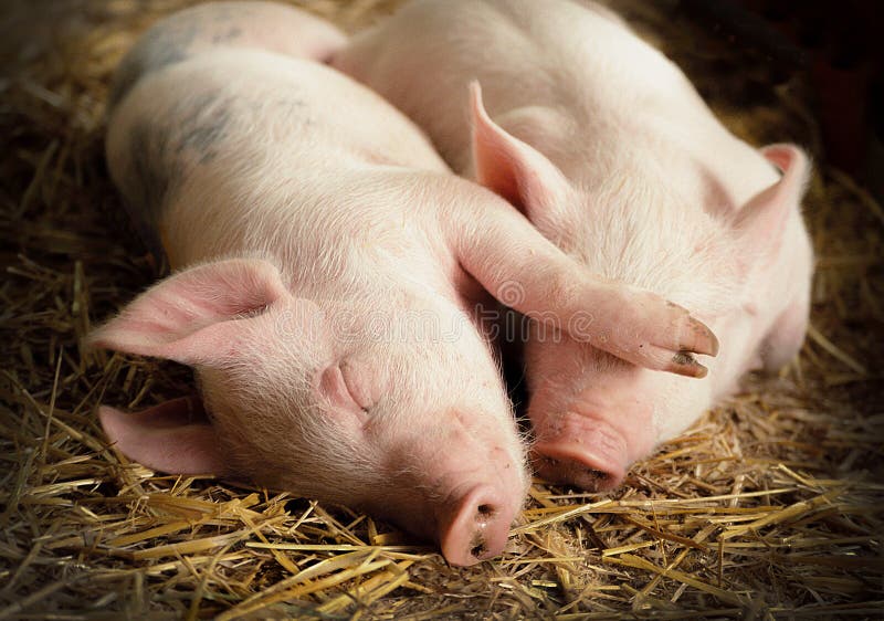 28,233 Pigs Stock Photos - Free & Royalty-Free Stock Photos from Dreamstime